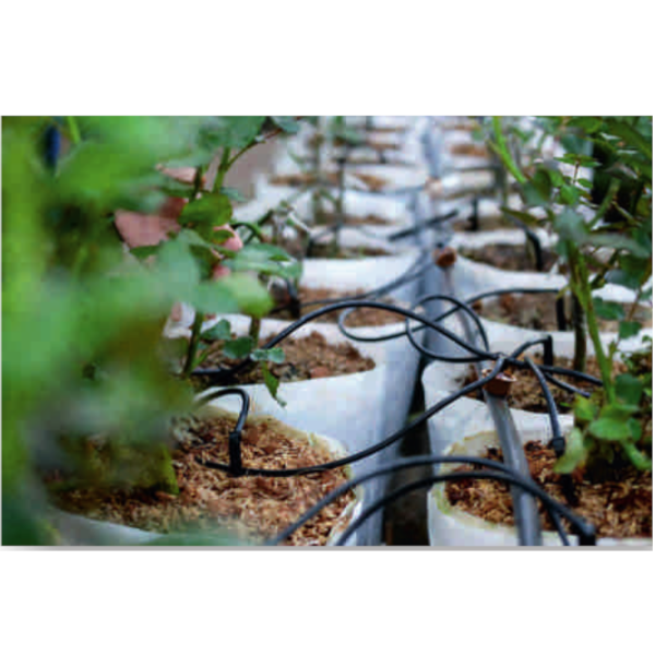 Pauk Komplet za kapljač sa četiri izlaza Palaplast